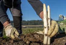 Supermarkt-Spargel oft aus dem Ausland