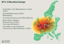 Schafen und Rindern droht eine neue Welle der Blauzungenkrankheit