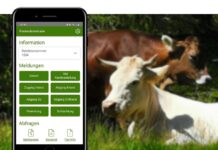 Neue Mobil-App für AMA-Rindermeldungen