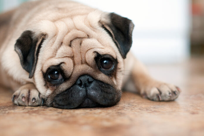 Sad Dog Pug Lying Floor