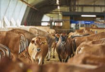 Britische Biomilch im Sinkflug