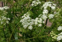 Vorsicht bei Geflecktem Schierling in Biodiversitätsflächen