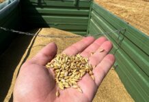 Getrübte Stimmung: Deutlich weniger Getreide