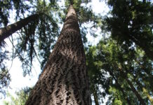 Mit 100 Jahren ist die Douglasie gerade in der Pubertät