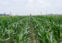 Europas Maiszüchter trafen sich in Gleisdorf