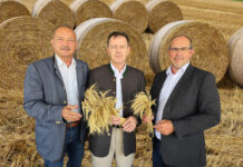 Burgenländische Getreideernte bleibt hinter den Erwartungen