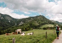 Almwirtschaft wird immer schwieriger