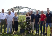 Solar-Pionierprojekt mit Heidelbeeren
