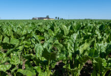 „Prächtige“ Rübenbestände, „nervöser“ Zuckermarkt