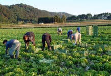 Fremdarbeitskräfte am Hof: Das ist zu beachten