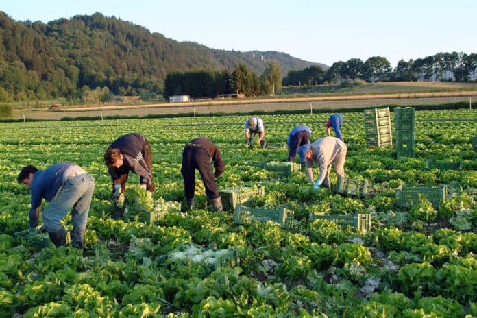 Arbeiter bei der Salaternte