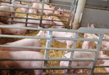 Vorsicht bei Afrikanischer Schweinepest