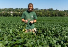 EU-Sojaernte dürfte alle Rekorde brechen