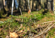 Klimafitter Wald braucht Migration