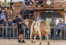 Anhaltend hohe Nachfrage nach Zuchtrindern