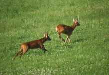 Liebe macht blind: Vorsicht vor Rehen in der Brunft