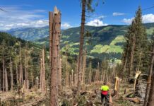 Nach dem Sturm ist vor dem Sturm: Wieder große Schäden im Wald nach Extremereignissen