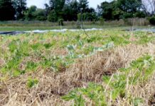 Roller-Crimper-Saat in der Marktgärtnerei