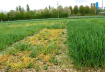 Erfolgsfaktor Sortenwahl 2024 bei Gerste, Roggen und Triticale