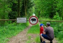 Mit Elektrozäunen gegen ASP