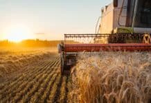 Getreideernte bleibt hinter den Erwartungen