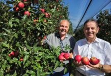 Ernte von Äpfeln und Birnen hat früher begonnen