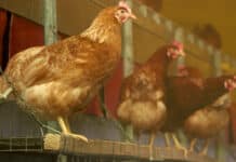 Geflügelexperten in Graz