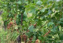 Hagelunwetter in Wiener Weinbergen