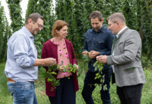 Hopfen-Ernte: Hagel und Hitze mindern Ertrag