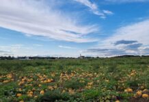 Start in die Kürbisernte