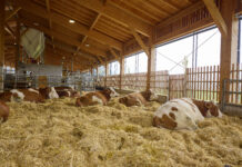 Milchgeld-Plus für verbesserte Tierhaltung