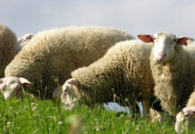 Osttiroler Schafbauer von Tierschutzverein angezeigt