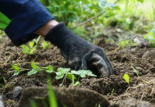 Vernetzte „Boden-AGs“