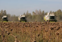 Gute EU-Sonnenblumenernte erwartet