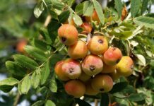 Internationale Tagung zu Speierling und Elsbeere