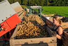 IG Pflanzenschutz warnt vor Wirkstoffverlusten im Erdäpfelanbau