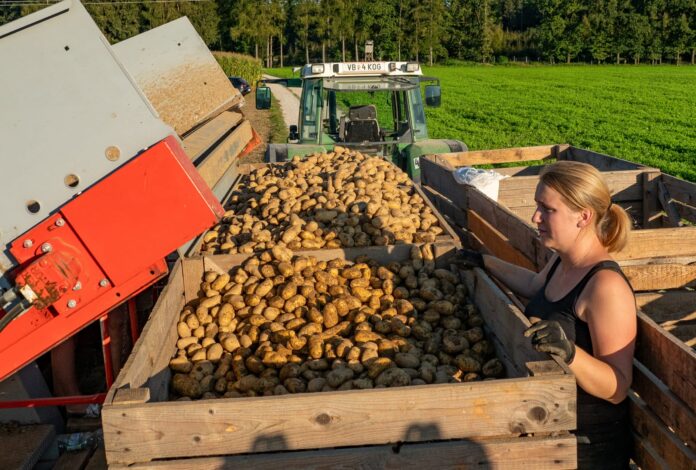 Speisekartoffelernte