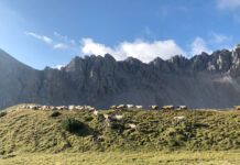 Anzeige gegen Osttiroler Schafbauern zurückgewiesen