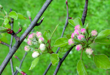 Wildobst: Potenzieller Baustein für einen klimafitten Wald