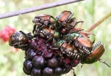 Funde von Japankäfern bitte sofort melden