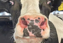 Blauzungenvirus – Impfung wird dringend empfohlen