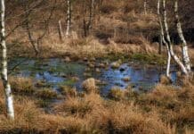 Wer bezahlt die Renaturierung?