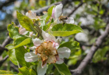 10 Mio. Euro EU-Soforthilfe für frostgeschädigte Obstbauern und Winzer
