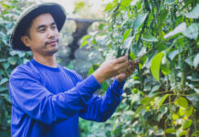 Gewürzpreise im Höhenflug