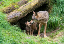 Eidgenossen wollen Wolfsbestände in der Schweiz weiter reduzieren