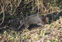 Hochwasser: Jägerinnen und Jäger sind gefordert