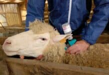 Blauzungenkrankheit grassiert in Bayern und der Schweiz