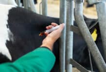 Blauzungenkrankheit: Ganz Österreich ist Überwachungsgebiet