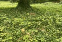 Vom „Baum-Teppich“ zum Wald der Zukunft