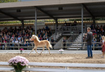 Haflinger Stutfohlenauktion